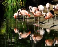 Flamingo Pool�